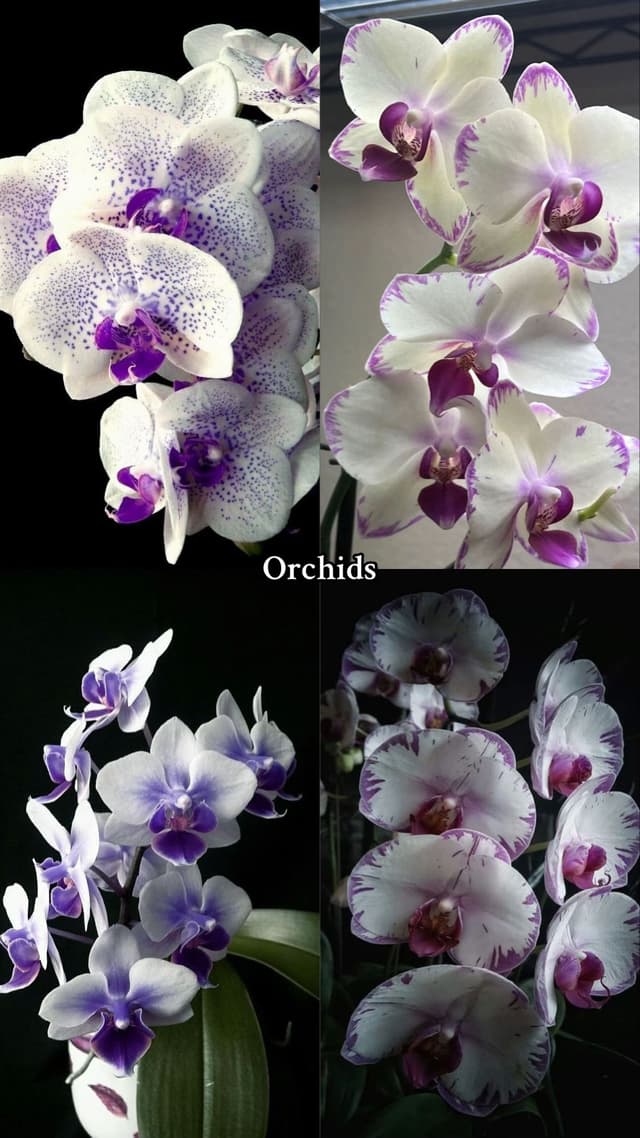 #flowertok #flowerlovers #flowers #favouriteflower #foryoupa