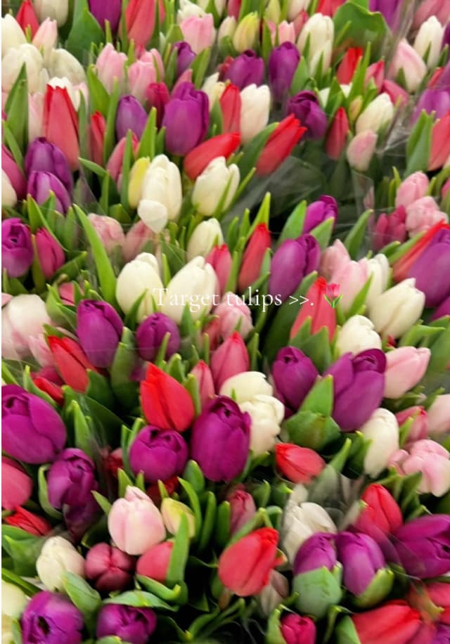 Target tulips are just sooo beautiful 🤌🏻🌷 #tulips #targetrun #flowers #targetfinds @target 